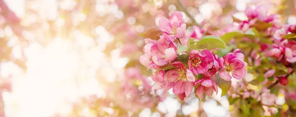 Widok Bliska Gałązki Wiśni Kwitnących Różowych Kwiatów Młodych Zielonych Liści — Zdjęcie stockowe