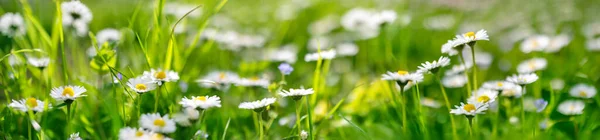 Panorámás Kilátás Nyílik Virágzó Százszorszépekre Tavaszi Mezőn Gyönyörű Háttér — Stock Fotó