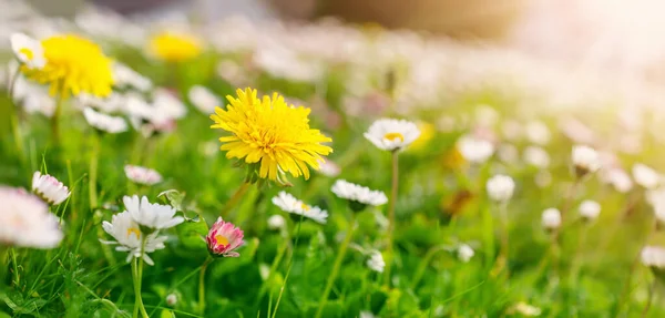 Meadow Lots White Pink Spring Daisy Flowers Yellow Dandelions Sunny — Stock Photo, Image