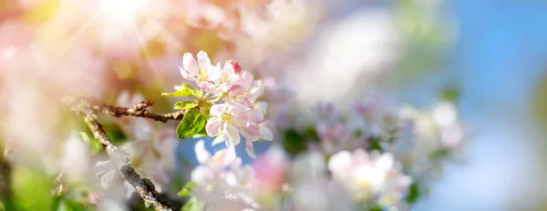 Kwitnąca Jabłoń Wiosną Ogrodzie Kwitnące Gałęzie Drewna Owocowego Tle Błękitnego — Zdjęcie stockowe