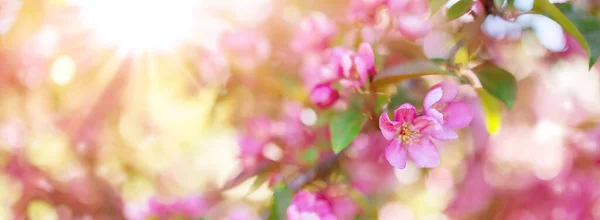 Vista Cerca Las Ramas Cerezo Con Flores Rosadas Florecientes Follaje — Foto de Stock
