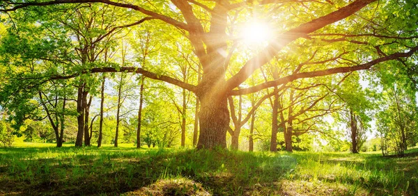 Árvore Velha Com Folhagem Fresca Parque Natural Primavera Floresta Nascer — Fotografia de Stock