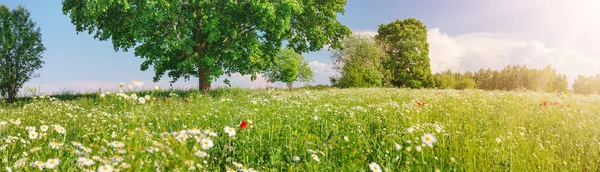 全景全景 田野上有许多雏菊和枫树 美丽的自然公园背景 — 图库照片