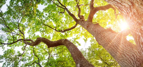 Oude Eikenboom Zonlicht Natuurpark Zomer Omhoog Kijkend Vanaf Bodem — Stockfoto