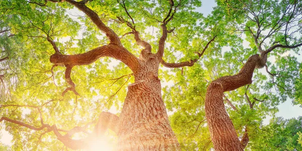 Yazın Güneş Işığında Doğal Parkta Yaşlı Meşe Ağacı Yukarıya Aşağıdan — Stok fotoğraf