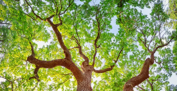 Yazın Güneş Işığında Doğal Parkta Yaşlı Meşe Ağacı Yukarıya Aşağıdan — Stok fotoğraf