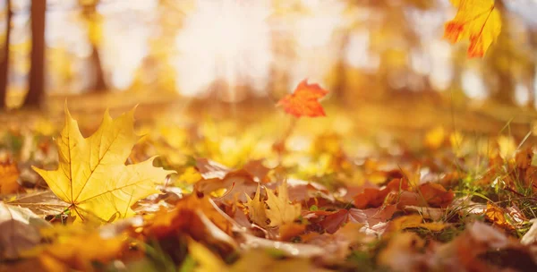 stock image Beautiful panoramic background of the autumnal maple leaves falling and lying on the ground in natural park. Concept of the backdrop and wallpaper.