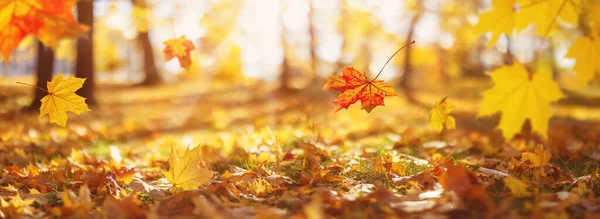 Sonbahar Akçaağaç Yaprakları Parka Düşer Güzel Ekim Arkaplanı — Stok fotoğraf