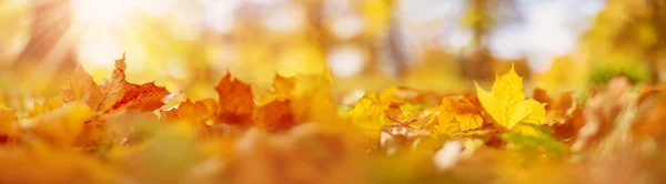 秋のメープルの美しいパノラマの背景は 自然公園の地面に落ちて横たわっています 背景と壁紙のコンセプト — ストック写真