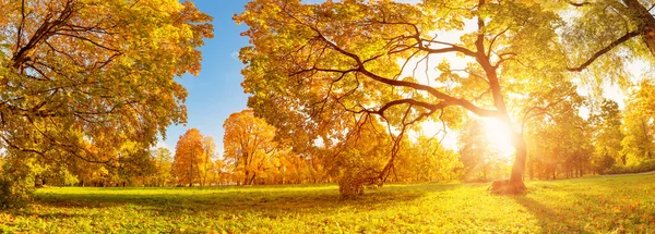 Wschód Słońca Pięknym Jesiennym Parku Naturalnym Panoramiczne Tło Lasu Jesienią — Zdjęcie stockowe
