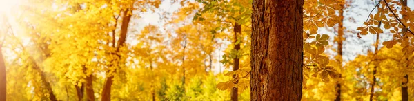 Sonbahar Parkındaki Kestane Ağacının Panoramik Yakın Çekimi Sonbaharda Ormanın Güzel — Stok fotoğraf