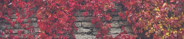 红叶常春藤覆盖的古老石墙的背景 全景背景 — 图库照片