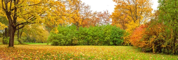美しい秋の自然公園のカラフルな背景 秋の森のパノラマビュー — ストック写真