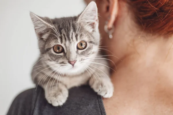 リトルグレーの子猫が女性の肩に座った ペットの愛と世話の概念 — ストック写真