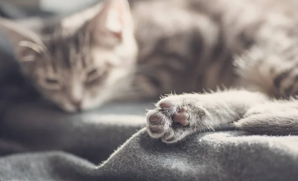 赤ん坊は灰色の毛布の上に横たわり 屋内で寝ている 国内猫とペットのコンセプト — ストック写真