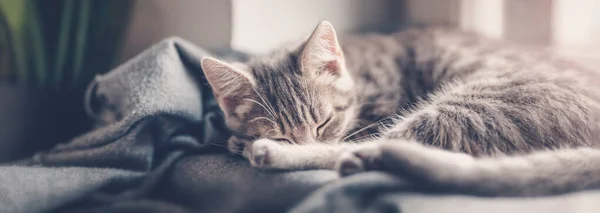 赤ん坊は灰色の毛布の上に横たわり 屋内で寝ている 国内猫とペットのコンセプト — ストック写真