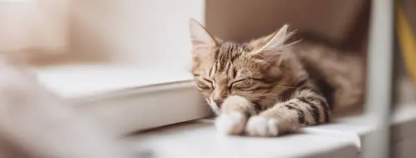 Kotek Leżący Parapecie Słońcu Śpiący Pojęcie Kota Domowego Zwierzaka Domowego — Zdjęcie stockowe