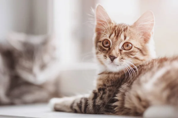 Dwa Kociaki Leżące Parapecie Światło Słoneczne Pojęcie Kota Domowego Zwierzaka — Zdjęcie stockowe