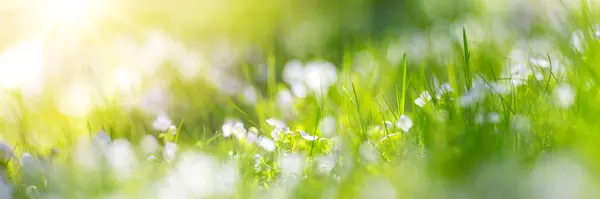 Pradera Con Muchas Flores Blancas Primavera Hierba Verde Fresca Naturaleza —  Fotos de Stock