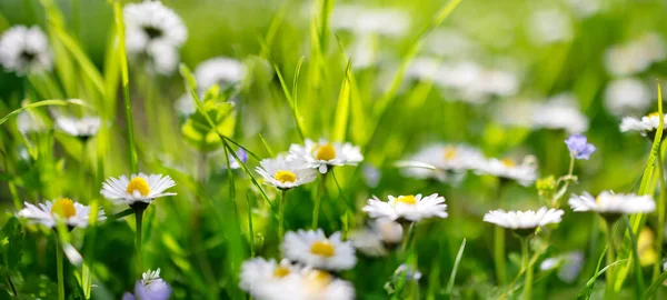 Güneşli Bir Günde Bir Sürü Beyaz Papatya Çiçeğiyle Çayır Yazın — Stok fotoğraf