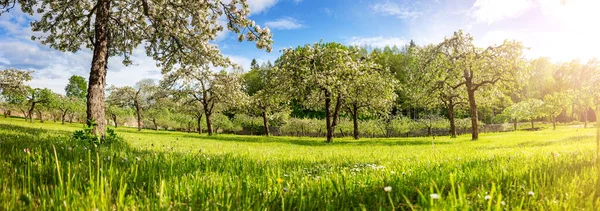 春天里自然公园里盛开的苹果树的全景 美丽的风景 — 图库照片