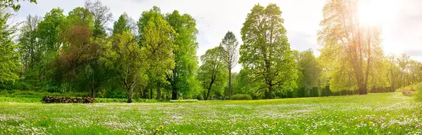 春の自然公園にはたくさんの白い春のデイジーな花と黄色いタンポが咲いています 新鮮な緑の草と若い葉を持つ初夏の自然の花の背景 — ストック写真