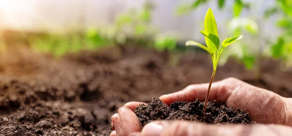 Humans hands seedling a plant sprout in the black soil.. Concept of a new life, saving planet and gardening.