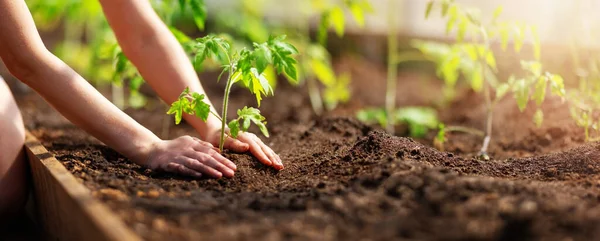Menschliche Hände Pflanzen Tomatensprossen Gewächshäuser Konzept Der Bewirtschaftung Und Bepflanzung Stockbild