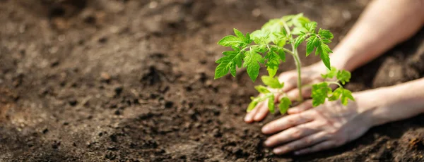 Menschliche Hände Pflanzen Tomatensprossen Gewächshäuser Konzept Der Bewirtschaftung Und Bepflanzung Stockfoto