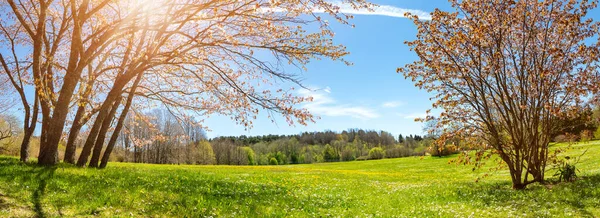 Panoramic View Colourful Meadow Blossoming Cherry Trees Spring Natural Park Stockbild