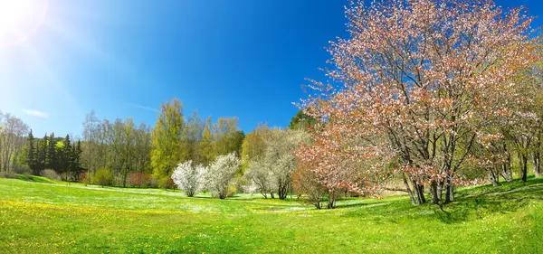 Panoramic View Colourful Meadow Blossoming Cherry Trees Spring Natural Park 免版税图库图片