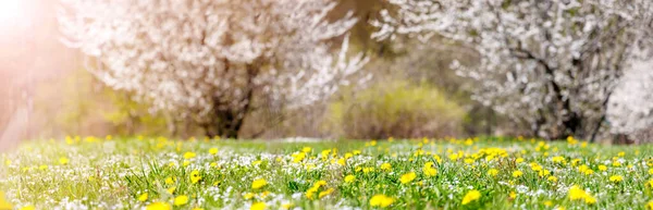 Panoramic View Colourful Meadow Blossoming Cherry Trees Spring Natural Park lizenzfreie Stockbilder