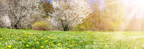 Panoramic View Colourful Meadow Blossoming Cherry Trees Spring Natural Park — Foto Stock