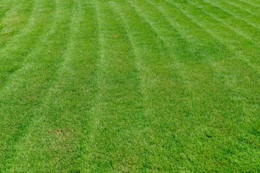 Paralel çizgilerden oluşan yeni biçilmiş çimenler. Yüksek kalite fotoğraf
