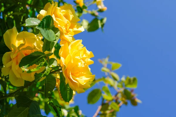 The yellow bush roses blooming on the blue sky. High quality photo