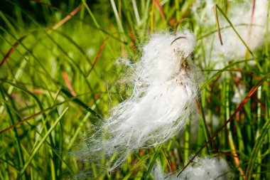 Rüzgarda beyaz ponponu olan yünlü çimenler, yakında, sonbaharda. Yüksek kalite fotoğraf