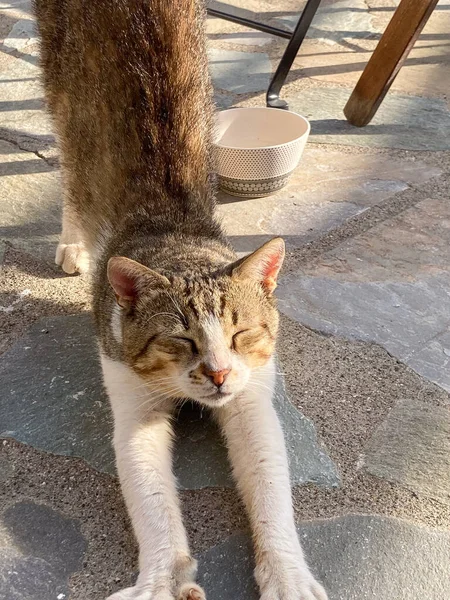 Cute young street cat stretching outdoor, front view. High quality photo