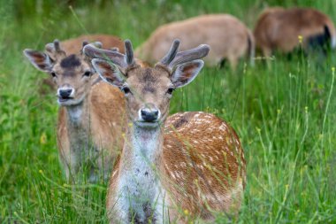 A group of young fallow deer in the wild. Close up. High quality photo clipart