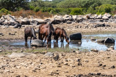 Çöldeki bir su birikintisinde vahşi at sürüsü..