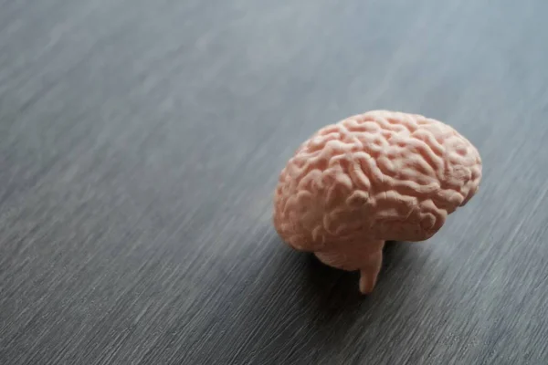 Closeup image of human brain model. The brain is smooth and gray, with the different lobes and gyri clearly visible. Medical and healthcare concept.