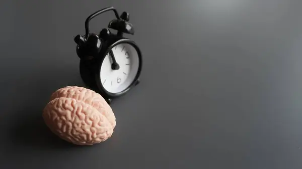 Kopya alanı olan beyin ve alarm saati. Çember saat ya da biyolojik saat kavramı