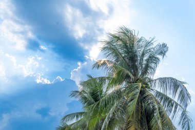 Düşük açılı bir çekim, bir hindistan cevizi palmiyesini, dağınık beyaz bulutlu açık mavi gökyüzüne karşı yakalar. Güneş ışığı palmiye yapraklarının arasından süzülüp yumuşak bir parıltı yaratır..