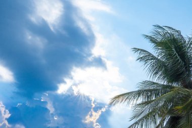 Düşük açılı bir çekim, bir hindistan cevizi palmiyesini, dağınık beyaz bulutlu açık mavi gökyüzüne karşı yakalar. Güneş ışığı palmiye yapraklarının arasından süzülüp yumuşak bir parıltı yaratır..