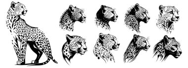 Çita siyah-beyaz vektöre önderlik ediyor. Çita illüstrasyonunun siluet svg şekilleri.