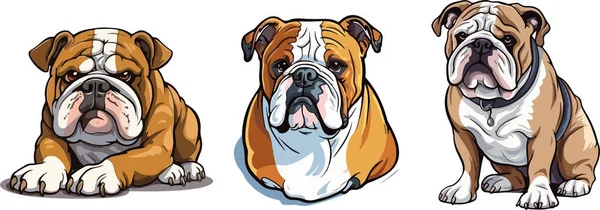 英国斗牛犬犬的头部和全身 自然的坐姿 外形和蔼 体色自然 多彩多姿的卡通画 免版税图库插图