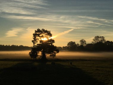 Yaşlı ağaçlar ve koyunlarla puslu kış gündoğumu (3)