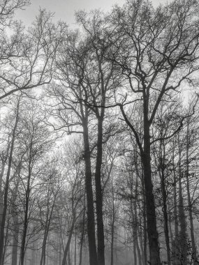 Sisli bir kış gününde ağaçlar