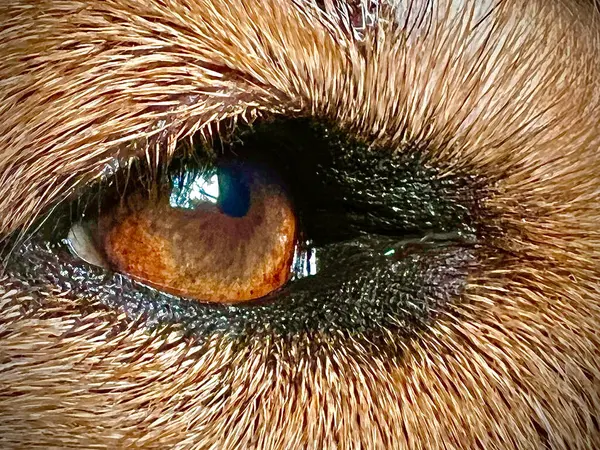 Kahverengi köpeğin gözünün yakın çekimi