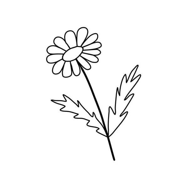 Kamille Oder Gänseblümchen Doodle Stil Flache Vektorumrisse Illustration Für Kinder — Stockvektor