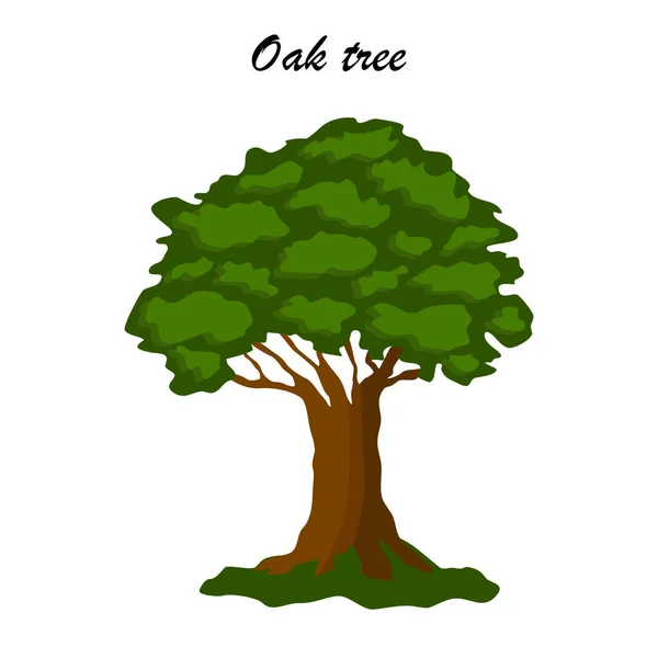 One Oak Tree Icon Closeup Flat Style Vector Illustration — Stock Vector